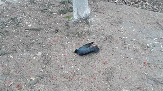 Любимов объявил результаты проверки массовой гибели птиц