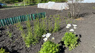 "Большой штраф и срок до 8 лет": за эти растения на участке дачникам грозит суровейшее наказание