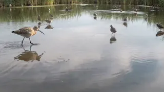 Краснокнижные кулики и утки попали в видеоловушку у Новочебоксарска