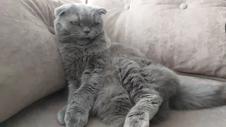 Рязанские добровольцы сняли кота с макушки дерева с помощью автовышки