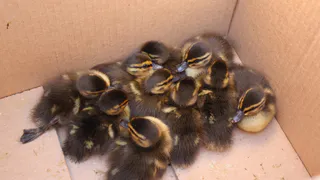 Во Владимире утиную семью спасли из-под колес автомобилей на дороге