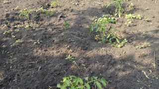 Чернозём каждый сезон получаю за копейки: проливаю все грядки после уборки урожая