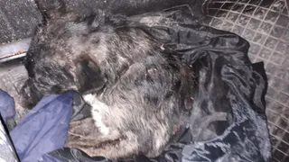 "Щенок задыхался. Из земли выглядывал только нос" - спасители собаки закопанной в Лесопарке