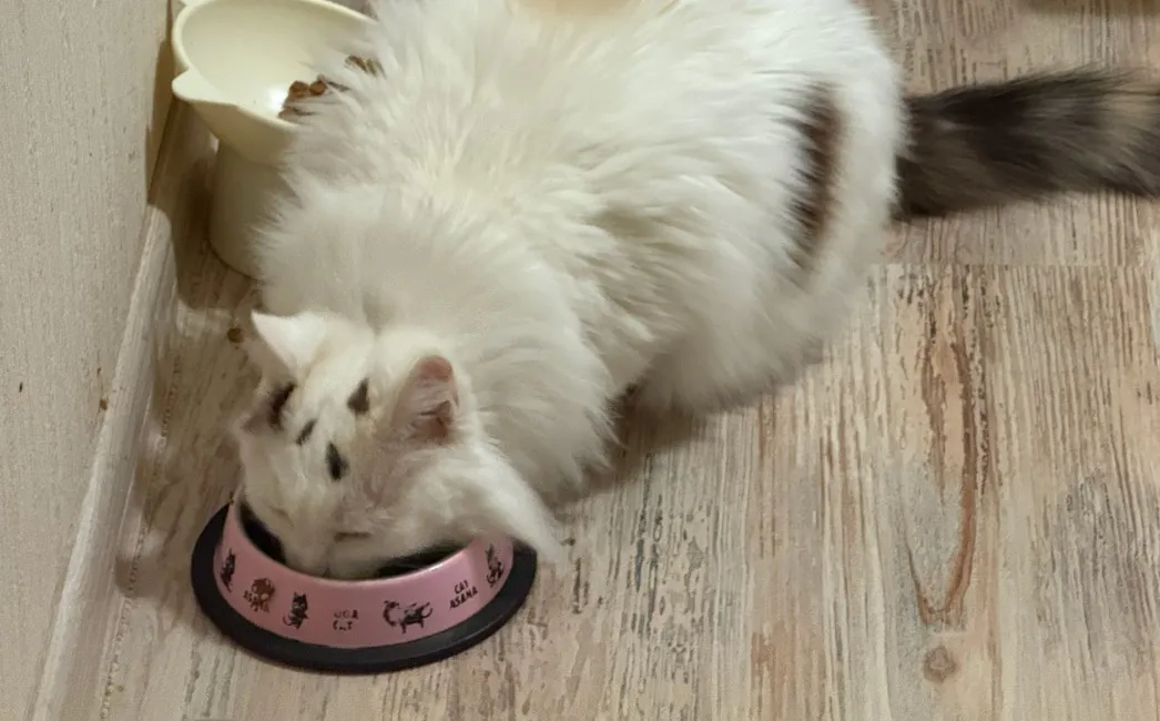 Почему кошка ест только соус из влажного корма, а кусочки оставляет - вот главная причина