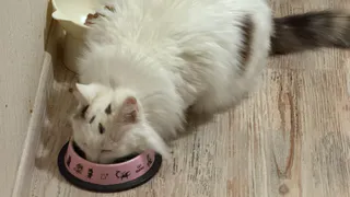 Почему кошка ест только соус из влажного корма, а кусочки оставляет - вот главная причина