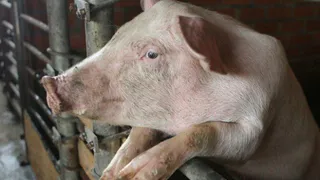 Развитие фермерских хозяйств на Брянщине под угрозой