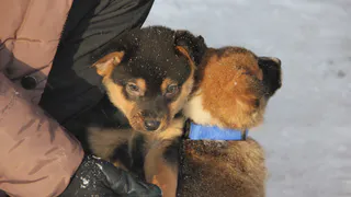 В Рязани открыли центр передержки бездомных животных 