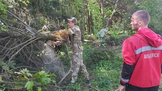 На автодороге Владимир – Юрьев-Польский расчищено два километра леса от сухостоя