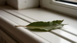 С первыми заморозками кладу лист лавра на батарею — и живу вообще без бед: вот что происходит — вся семья замечает разницу