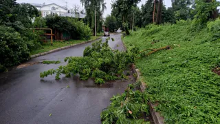Вследствие сильного ветра во Владимире повалило несколько деревьев