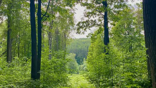 Жители Касимовского района незаконно владели участками лесного фонда