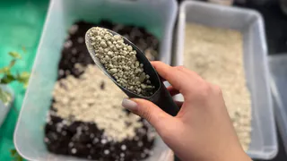 Подмешиваю в грунт при пикировке томатов 3 добавки: стебель толстый, корни мощные -  подразню соседей урожаем