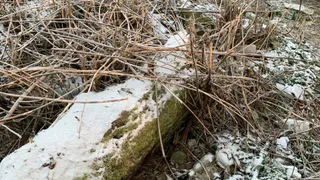 Замаскирована под ветками: на улице Октябрьский городок образовалась новая городская свалка