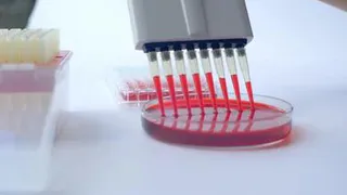 Названа группа крови, носители которой живут дольше всех