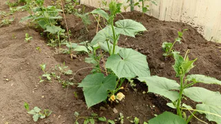 Какие овощи в июле можно посадить, чтобы собрать свежие овощи в конце сезона: совет опытного дачника