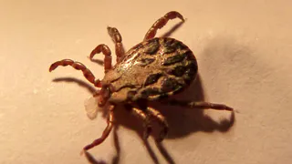 В Пензенской области стартовал сезон клещей после таяния снега