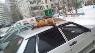 В Рязани дохлую лису выбросили на капот машины (12+)