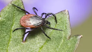 Все больше нижнекамцев страдает от укусов клещей