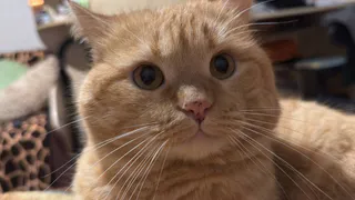 Пензенцы пожаловались на состояние животных, участвующих в «выставках»