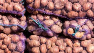 В Коми производители овощей и кормов получат свыше 166 миллионов