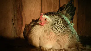 Смешиваем 2 гр. с зерном — и курицы несутся, не переставая: собираю яйца размером с кулак