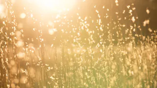 О погоде в Рязани - новая рабочая неделя будет теплой