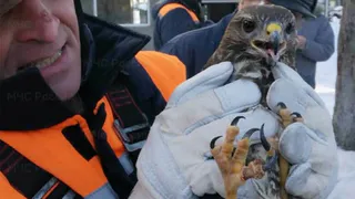 В Антоновке спасли угодившую в капкан хищную птицу