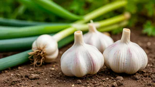 Один приём — и чеснок весной сойдёт на нет: дачники годами губят урожай, даже не подозревая, что всё дело в этой мелочи