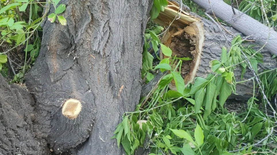 Безопасность прежде всего: в Магнитогорске вырубают лишь аварийные деревья