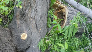 Безопасность прежде всего: в Магнитогорске вырубают лишь аварийные деревья