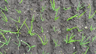 Сбрызнула пожелтевшие лук с чесноком и глазам не поверила — перья позеленели за 1 день: самый эффективный метод