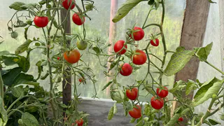 Нашла 3 неприхотливых томата - ухода нужно минимум, зато урожай на максимуме. Всем соседкам советую