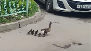 Пернатое семейство: во дворе на Пушкина поселилась утка с выводком