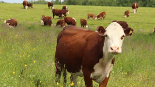 В Коми выбрали лучшие агростартапы: 6 проектов получат миллионные гранты