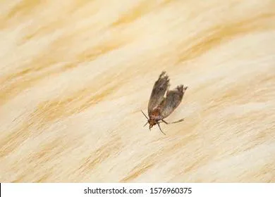 Эффективно боремся с молью с помощью копеечного средства