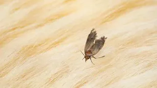 Эффективно боремся с молью с помощью копеечного средства