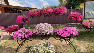 Петунии в пролете - в наши сады пришел новый тренд: минимальный уход, зато красота неописуемая