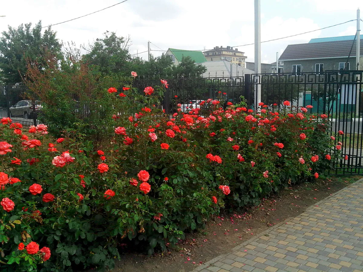 Когда розы отцветут - обязательно: важная подкормка, чтобы кустики восстановили силы