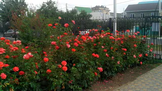 Когда розы отцветут - обязательно: важная подкормка, чтобы кустики восстановили силы