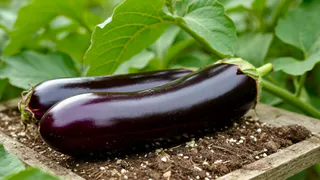 Перешла на февральский посев баклажанов и не пожалела — урожай стабильно вырос вдвое за несколько сезонов