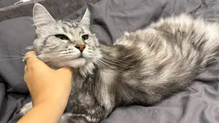 Почему кот внимательно смотрит в лицо человеку - вы даже и не догадывались об истинной причине