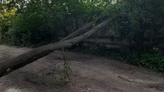 В Коврове спасатели убрали упавшее дерево с дороги на проезде Чкалова
