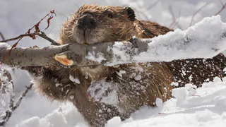 Бобры помешали зимним развлечениям