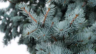 Можно ли сажать у дома хвойные деревья — ответ священника поставил точку в вековых спорах