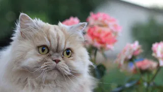 Дай лапку: Муся, Майя и Безе ищут любящую семью