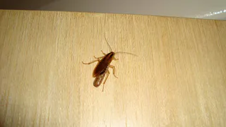 Забудьте про дорогие гели. Простой кухонный продукт убивает тараканов наповал