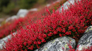 Вырастут даже на камнях: 8 шикарных кустарников для бедной почвы - выбирайте любой и радуйтесь 