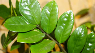 Замиокулькас пускает по 3 побега в день: что я делаю, чтобы «долларовое» дерево росло без остановки