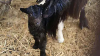 В казанском зоопарке родились козлята — имена для них выберут горожане
