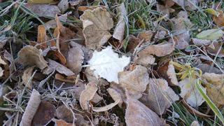 13 октября в Рязанской области ожидаются заморозки и до +11